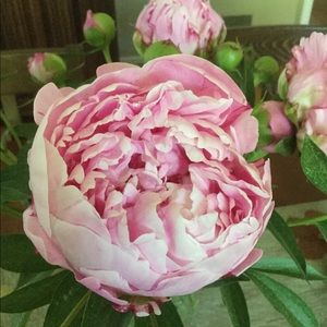 Meet your Posher, Louise